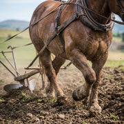 Cheval à l'effort 